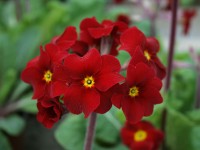 Primula 'INDIAN REDS'