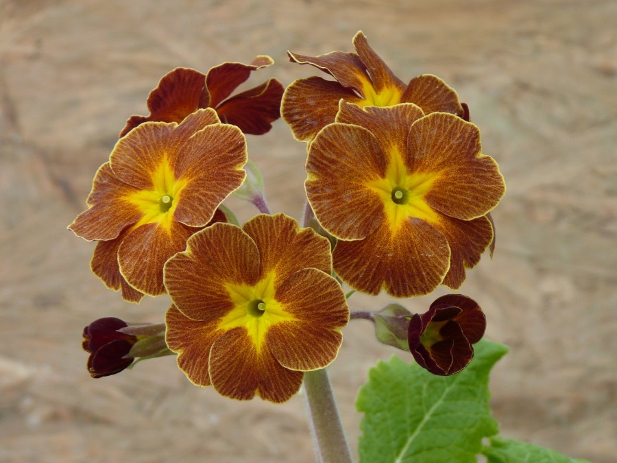 Primula x polyantha 'Spice shades'