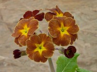 Primula polyanthus 'Spice Shades'