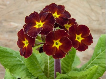 Garden primrose 'Spice Shades'