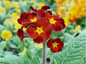 Primula polyanthus 'Spice Shades'