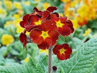 Primula polyanthus 'Spice Shades'