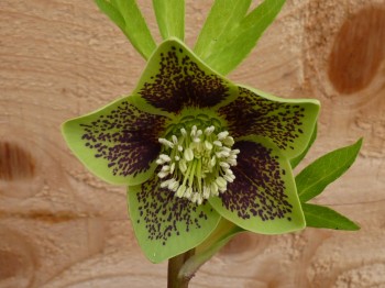 Helleborus x hybridus 'Barnhaven hybrids' - Single Green Spotted Strain