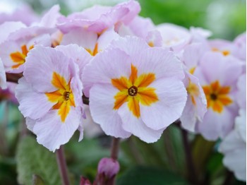 Primula polyanthus 'Daybreak'