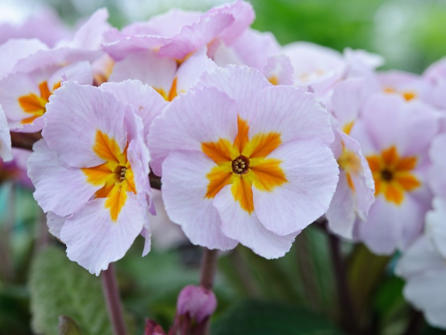 Primula x polyantha 'Daybreak'