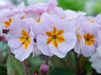 Primel-Polyantha 'Daybreak'