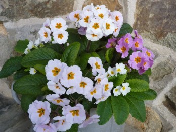 Garden primrose 'Daybreak'