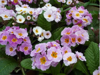 Primula polyanthus 'Daybreak'