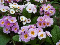 Primula polyanthus 'Daybreak'