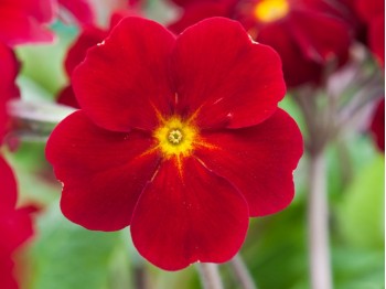 Primula x polyantha 'Ramona'