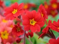 Primula polyanthus 'Harbour lights'