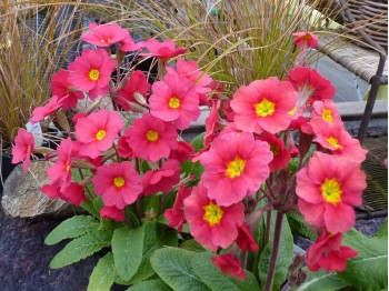 Primula x polyantha 'Harbour lights'