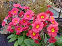 Primula x polyantha 'Harbour lights'