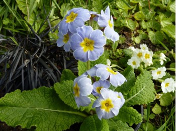 Primula x polyantha 'Marine Blues