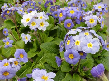 Primula polyanthus 'Marine Blues'