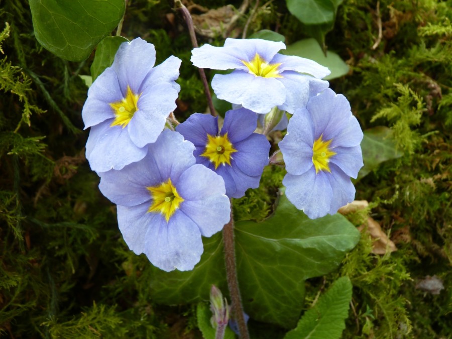 Hardy primula 'Marine Blues'