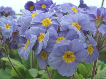 Garden primrose 'Marine Blues'