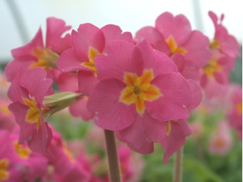 Primel-Polyantha 'New Pinks'