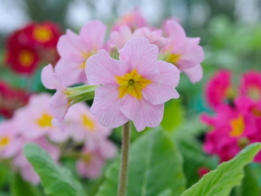 Primula Polyantha-Hybride  'New Pinks'