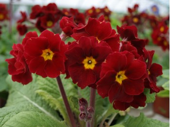 Primula polyanthus 'Little Egypt'