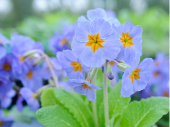 Primula polyanthus 'Reverie'