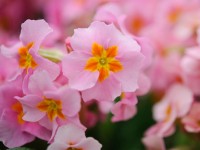 Primula polyanthus 'Flamingo'