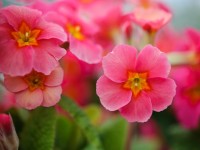 Primula polyanthus 'Flamingo'