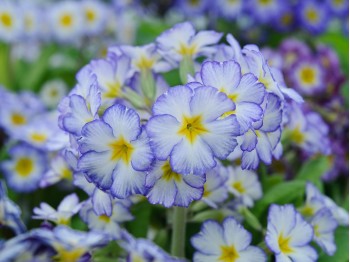 Primula x polyantha 'Paris '90'