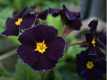 Primula polyanthus 'Midnight'