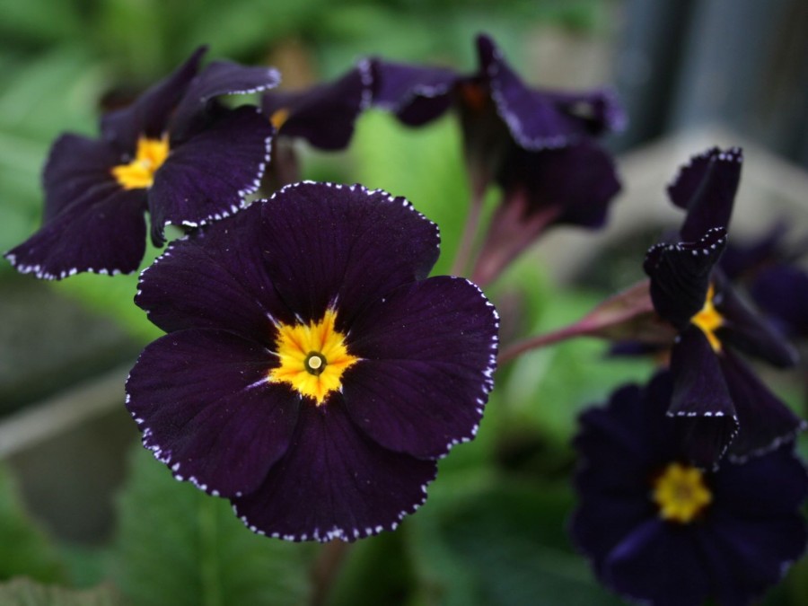 Primel-Polyantha 'Midnight'