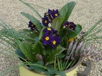 Primula Polyantha-Hybride 'Midnight'