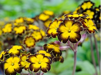 Primula polyanthus 'Gilded Ginger'