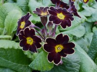 Primula x polyantha 'Gilded Ginger'