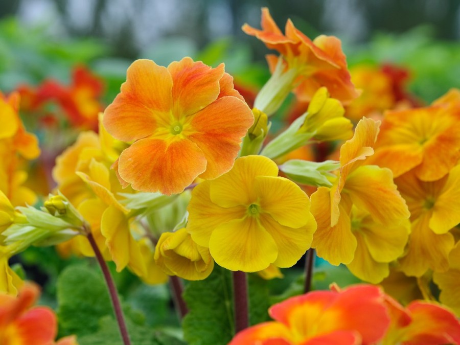 Primula polyanthus 'Tango'