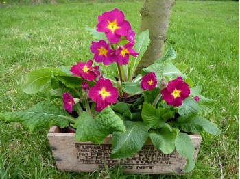 Primula CARNATION VICTORIANS