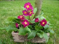 Primula CARNATION VICTORIANS