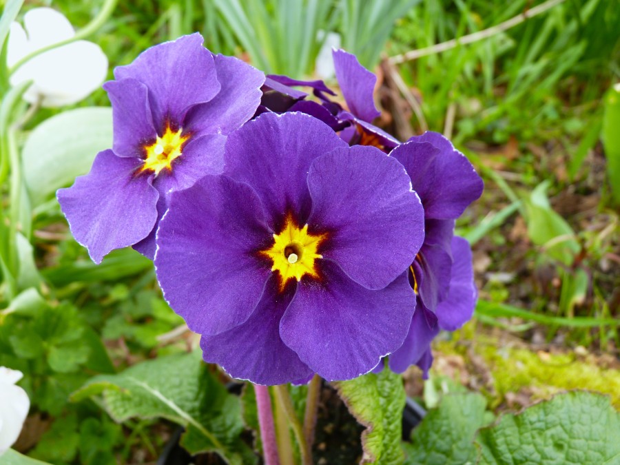 Primula polyanthus 'Violet Victorians'