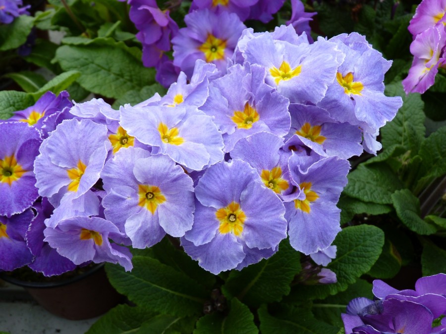 Primel-Polyantha 'Mauve Victorians'