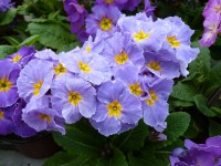 Primula polyanthus 'Mauve Victorians'