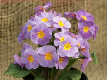 Primula 'Mauve Victorians' Group