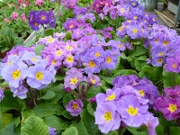 Hardy primula 'Mauve Victorians'