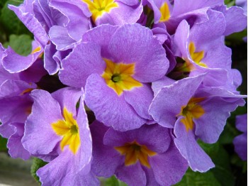 Garden primrose 'Mauve Victorians'