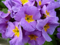 Garden primrose 'Mauve Victorians'