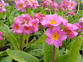 Primula polyanthus 'Old Rose Victorians'