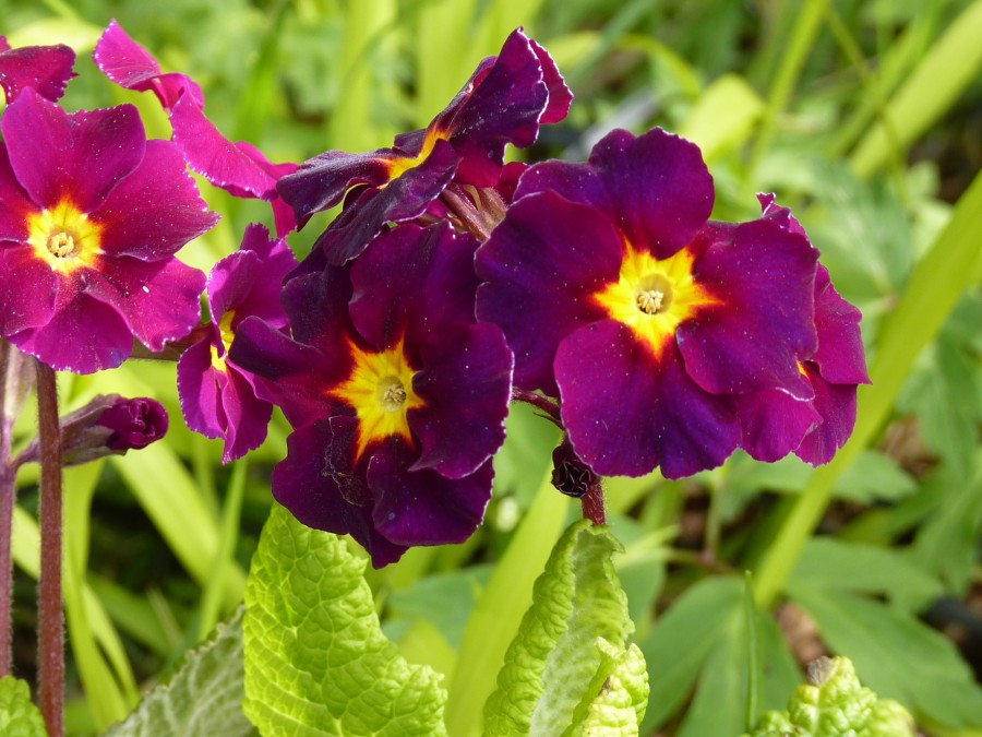 Primula polyanthus 'Fuchsia Victorians'