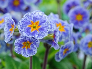 Primula 'Striped Victorians'