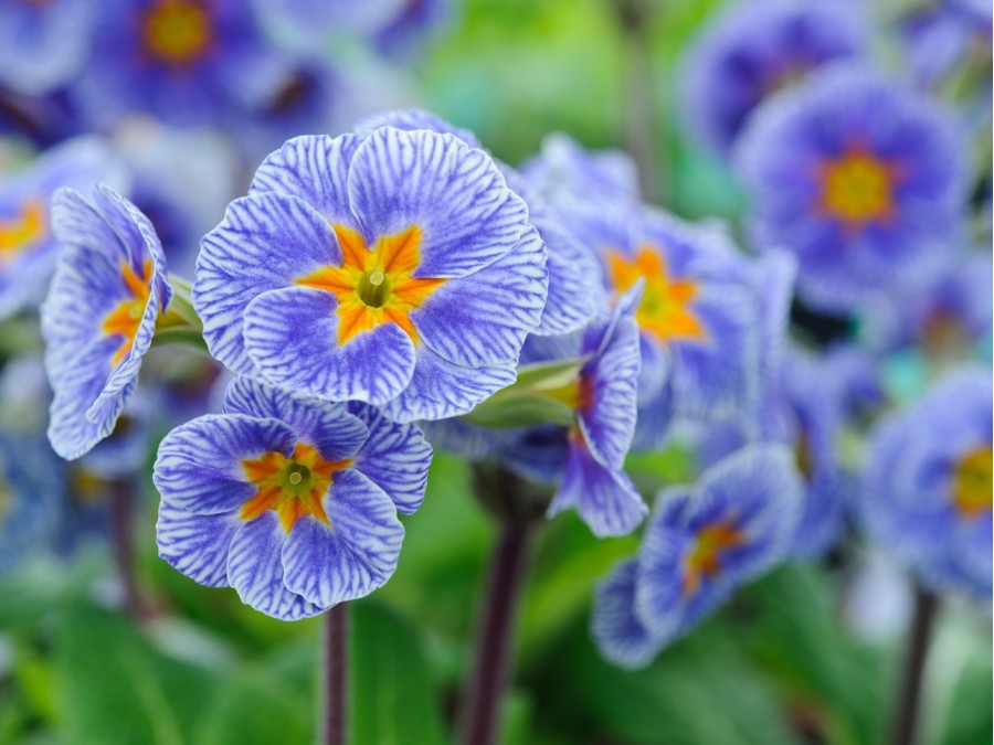 Primula x polyantha 'Striped Victorians'