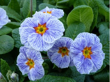 Primula Striped Victorians Group