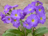 Primel-Polyantha 'Muted Victorians'