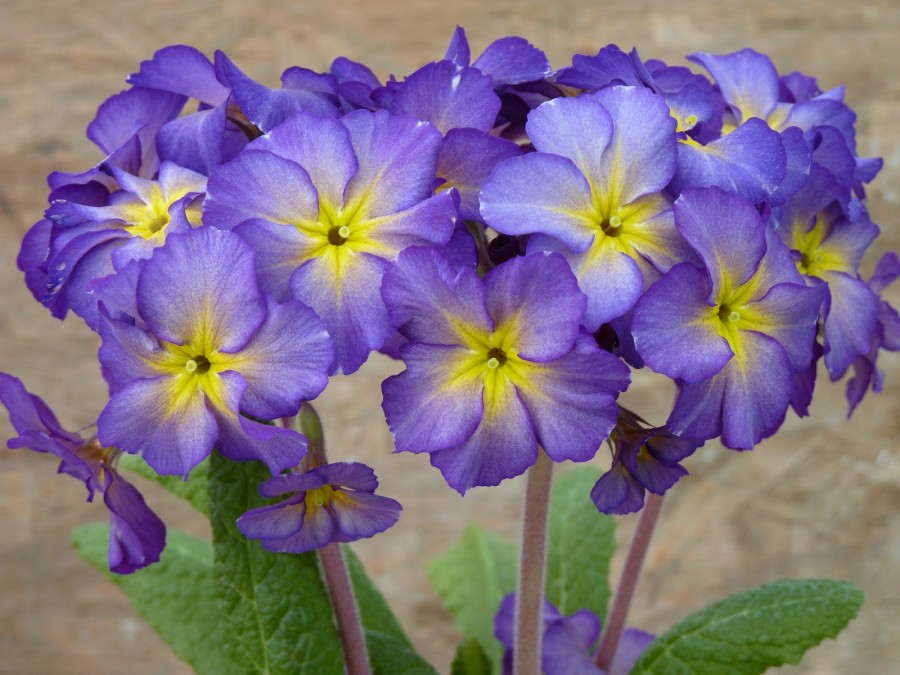 Primula 'Muted Victorians'